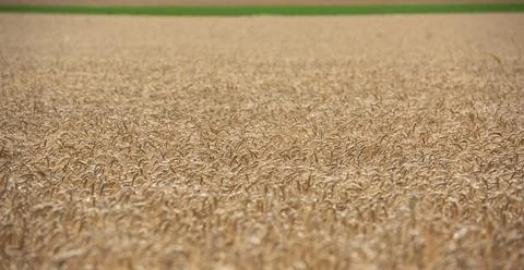 Field of wheat Stock Photos