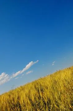 A Field Of Wheat Foto stock