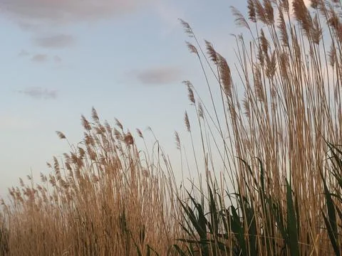 Field of wheat Foto stock