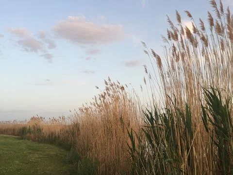 Field of wheat Stock-Fotos