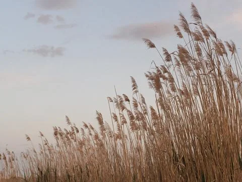 Field of wheat Stock-Fotos