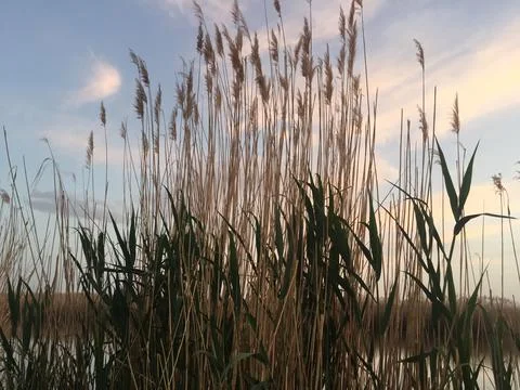 Field of wheat Stock Photos