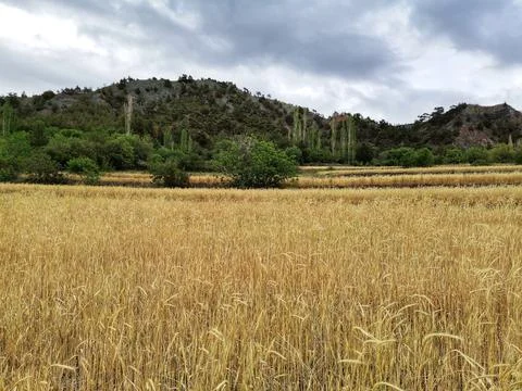 Field of wheat. Foto stock
