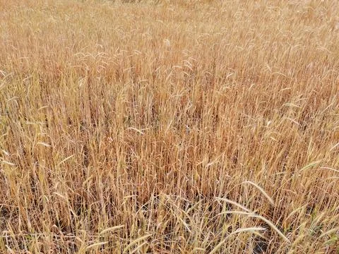 Field of wheat. Stock Photos