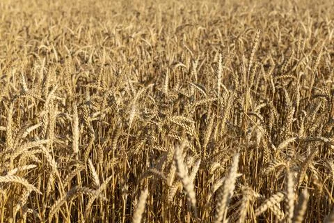 Field of Wheat Foto stock