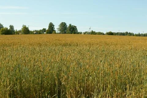 Field of wheat Stock Photos