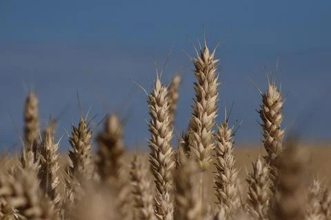 Field of wheat Foto stock