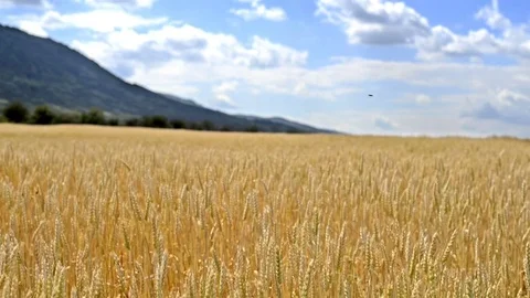 Field of wheat plantations Stock Footage 81171068