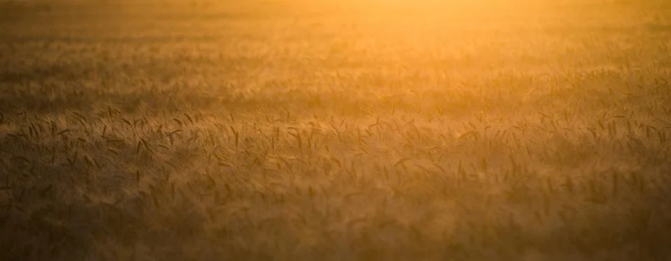 A field of wheat in the rays of the setting sun Stock Photos