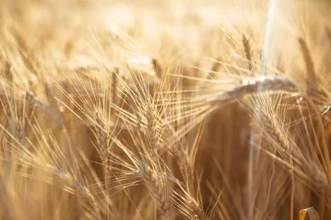 A field of wheat in the rays of the sun Stock Photos