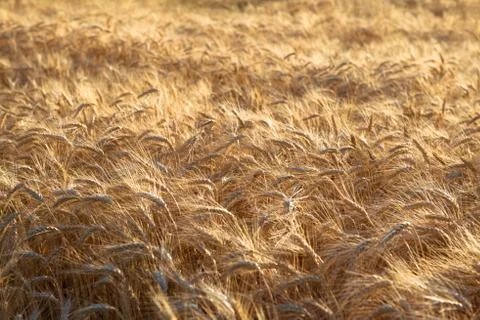 A field of wheat in the rays of the sun Stock Photos
