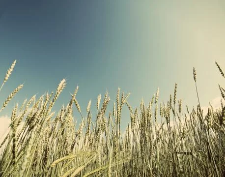 Field of wheat ,with a retro effect Stock Photos