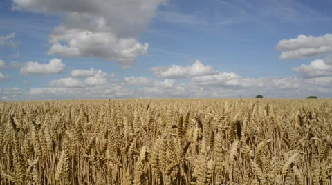 Field of wheat ripening in the sun Stock Footage 26429067