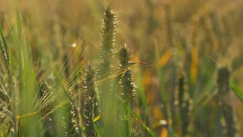 Field of wheat ripens in warm summer Stock Footage 167633552