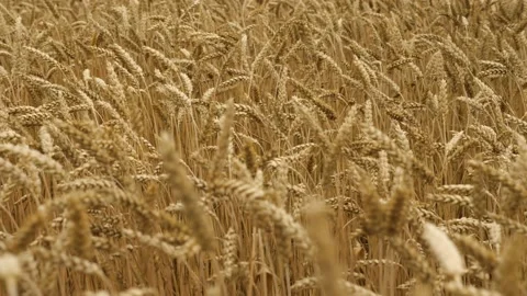 A field of wheat ripples beautifully in the wind. Slow motion Stock Footage 201845678