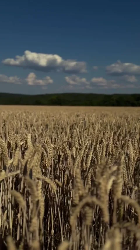 A field of wheat rye Stock Footage 278462660