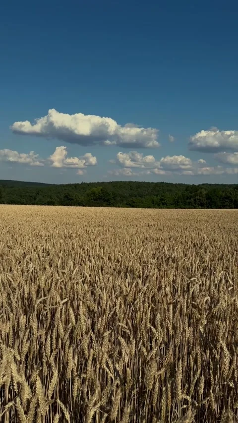A field of wheat rye Stock Footage 278462664