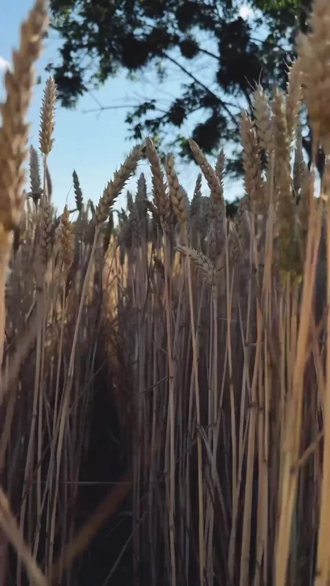 A field of wheat rye Stock Footage 278463630