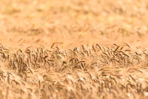 Field of wheat rye Stock Photos