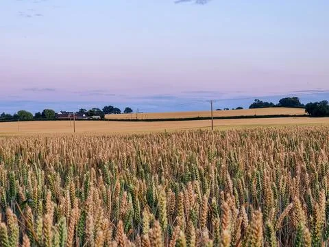A field of wheat is shown in the image Stock Photos