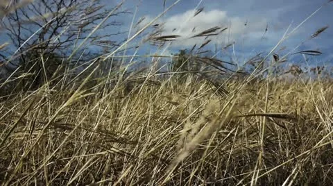 Field of Wheat, Slow Motion, Color Corrected Video stock 12530717