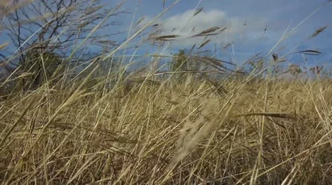 Field of Wheat, Slow Motion Video stock 12530697