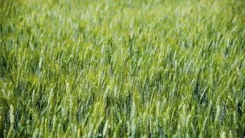 Field of wheat on a summer day Видео 216898779