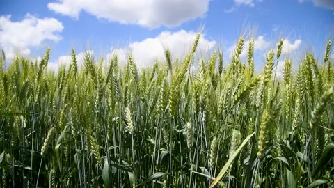 Field of wheat on a summer day 動画素材 216899191