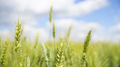 Field of wheat on a summer day Stock Footage 216899534