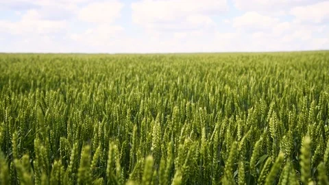Field of wheat on a summer day Stock Footage 237713284