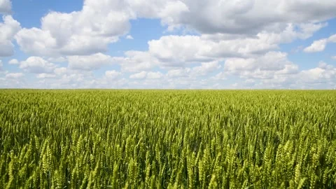 Field of wheat on a summer day Stock Footage 273197367