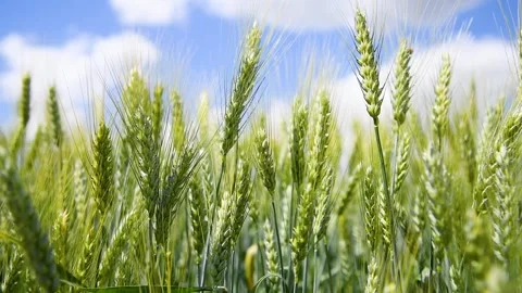 Field of wheat on a summer day Stock Footage 273197377
