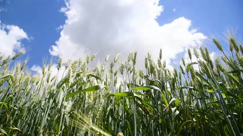 Field of wheat on a summer day Stock Footage 273197408