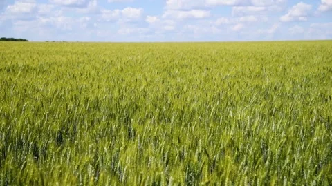 Field of wheat on a summer day Stock Footage 281509209