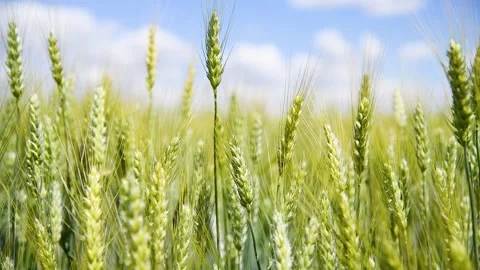 Field of wheat on a summer day Stock Footage 281509223