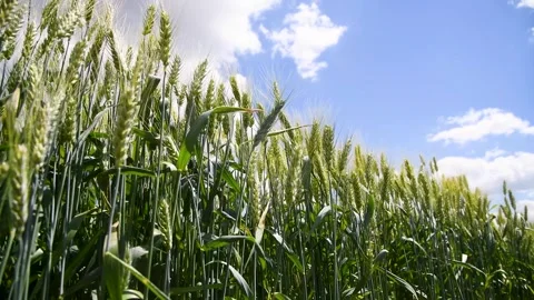 Field of wheat on a summer day Stock Footage 281509287