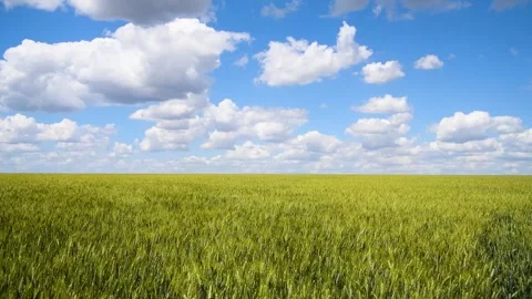 Field of wheat on a summer day Stock Footage 310053029
