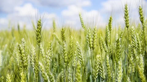 Field of wheat on a summer day Stock Footage 310053061