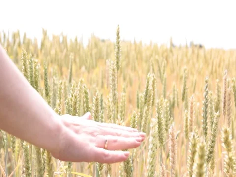 Field with wheat summer hand Video stock 84477137