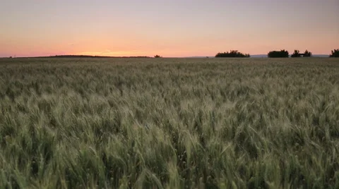 Field of wheat at sunset 스톡 동영상 50934818