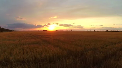 Field with wheat at sunset Stock Footage 62475311