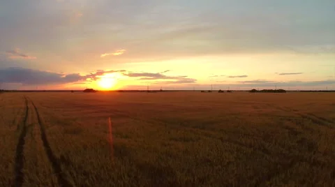 Field with wheat at sunset Stock-Footage 62475319