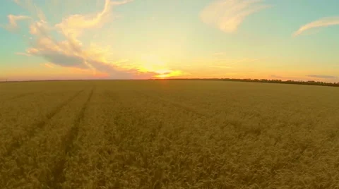 Field with wheat at sunset Stock Footage 64807032