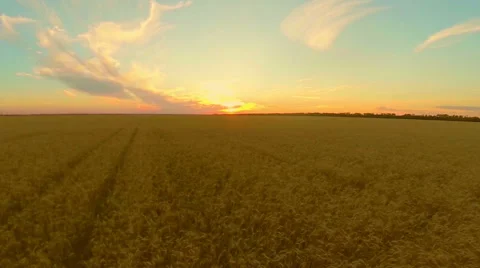 Field with wheat at sunset Stock Footage 64807055