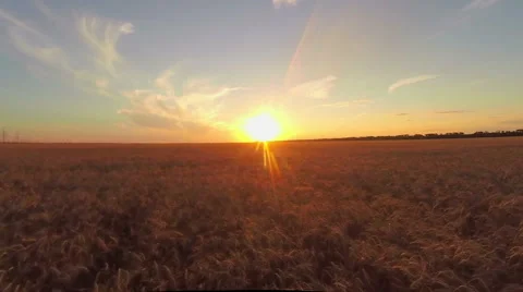 Field with wheat at sunset Stock Footage 66065616