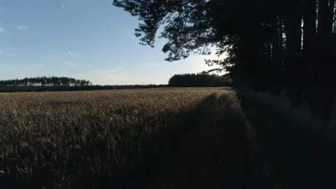 Field on wheat in sunset 스톡 동영상 136919399