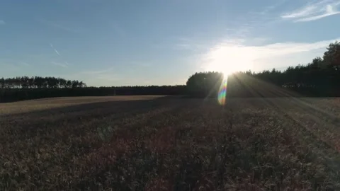 Field on wheat in sunset Stock Footage 136919419