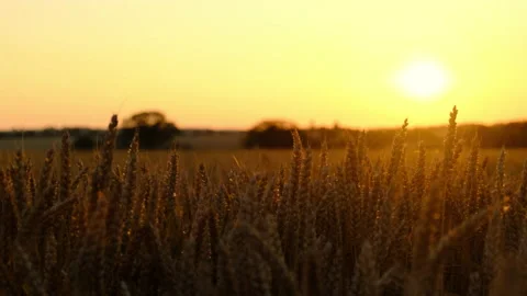 Field of wheat at sunset Video stock 171804850