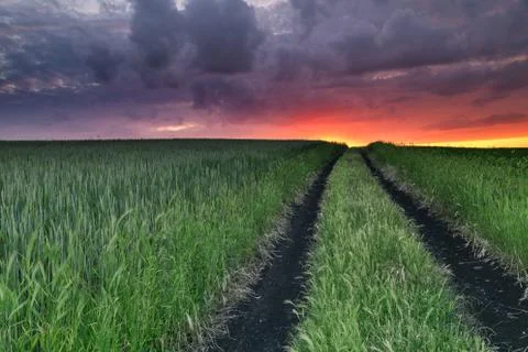 Field of wheat at sunset Foto stock