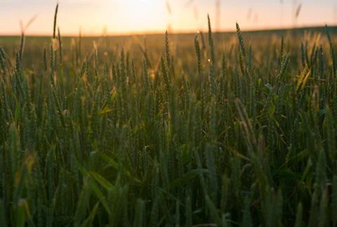 Field of wheat at sunset Stock Photos